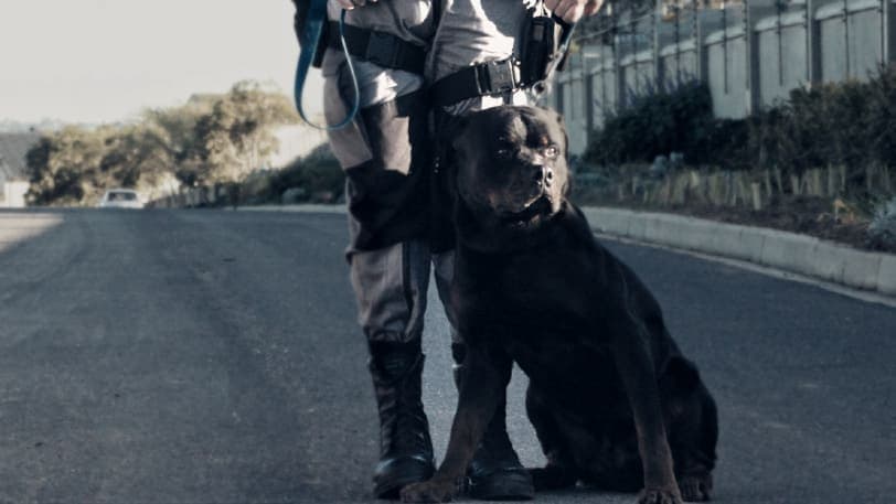 K9 handler with Rottweiler on a road, tight crop (small)